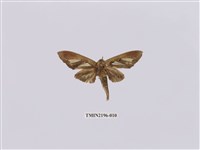 藏品(銀斑舟蛾)的圖片